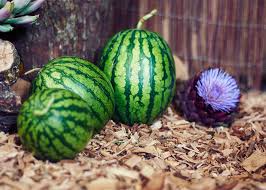 Daubingers Melonen